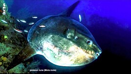 Poisson lune (Mola mola) / Ocean sunfish