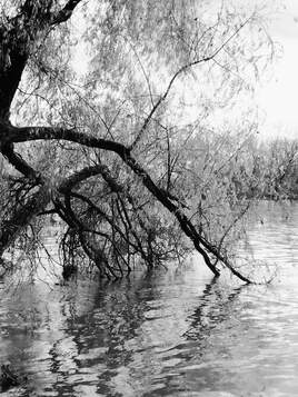 L'arbre embrassant la Saône