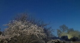 Arbre du jardin sous la neige