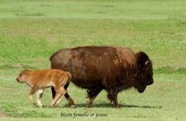 Le bison des plaines d’Amérique (Bison bison) / Photo The American bison