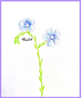 Lin des Alpes (Linum alpinum) / Drawing A linux alpinum