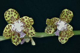 Orchidée vietnamienne