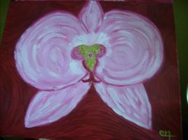 orchidée rose