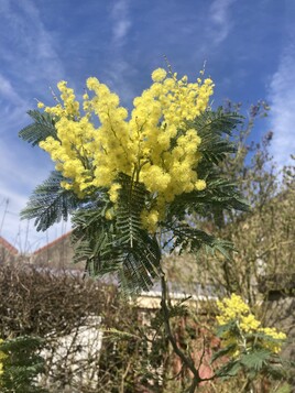 Mimosa dans les hauts de France