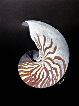 Nautile (Nautilus macromphalus) 3/3 / Painting A Nautilus shell