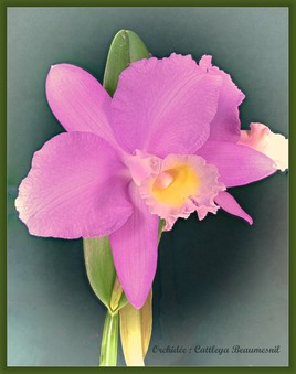 Orchidée : Cattleya Beaumesnil