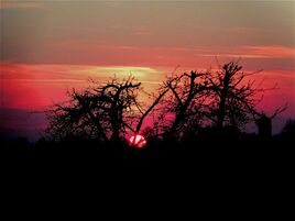 Le soleil se couche dans le pommier