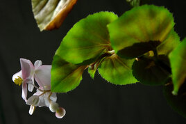 Floraison plante d'intérieur