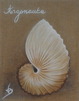 Coquillage  Argonaute