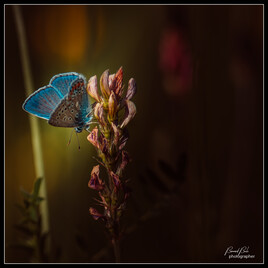 L&rsquo;argus bleu 2&egrave;me