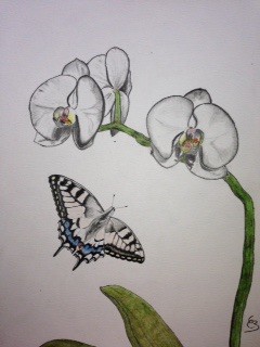 Papillon et orchidées blanches.