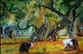 La cueillette des olives