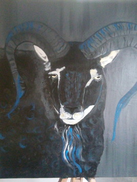Mouflon noir