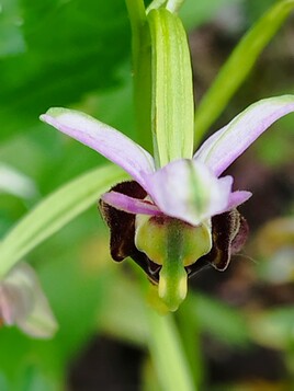 Orchid&eacute;e bourbon