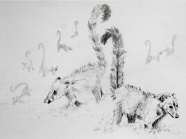 Coatis dans la Brume