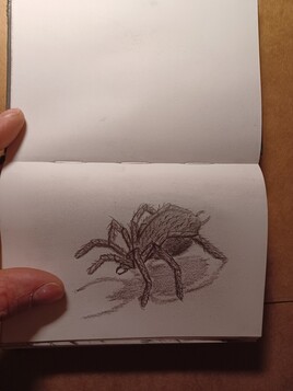 L'araignée