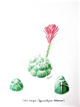 Cactus araignée fleuri (Gymnocalycium baldianum) / Watercolor A flowered spider-cactus