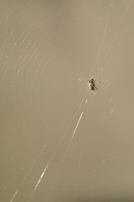 Petite araignée