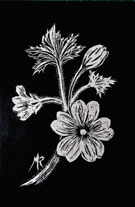 Géranium des prés blanc (Geranium pratense) / Scratch card A white meadow géranium