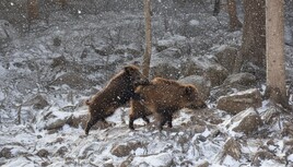 sanglier c'est la fete