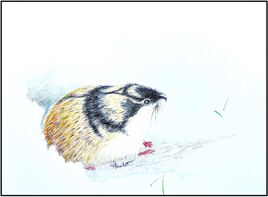 Le lemming du Nord / Drawing A Norway lemming