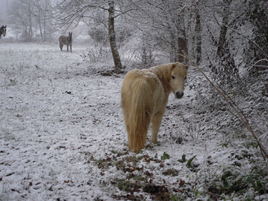 neige à la campagne