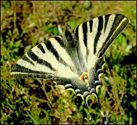  papillon Machaon