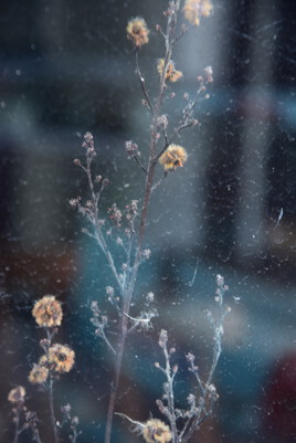 Série Flore en ville