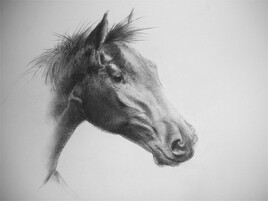 Portrait de cheval au fusain