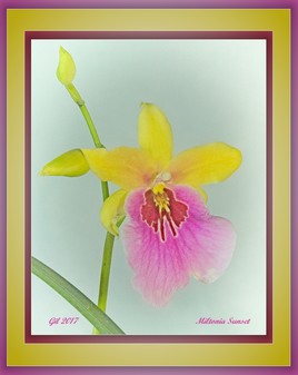 Miltonia Sunset - Orchidée