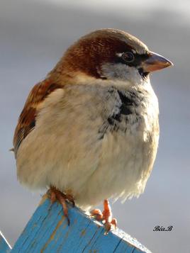 Profil de petit moineau