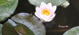 Lotus rose.