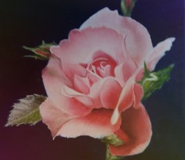 Rose de mon jardin