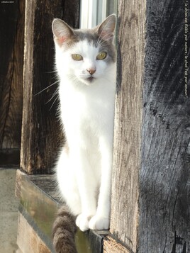 ma douce Mioumiou ,  9 ans déjà..