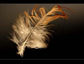 plumes abstractions