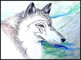 Loup gris commun (Canis lupus lupus) / Drawing Common wolf