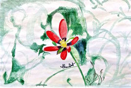 Fleur L’adonis d’été (Adonis aestivalis) / Painting An Adonis aestivalis