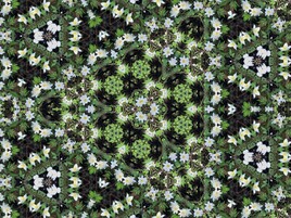 Kaléidoscope fleurie