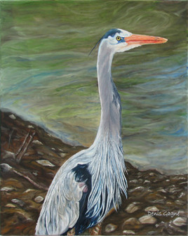 H&eacute;ron nuptial