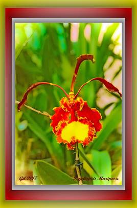 Psychopsis Mariposa - Orchidée