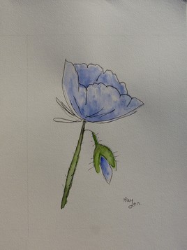 Pavot de l'Himalaya n°4