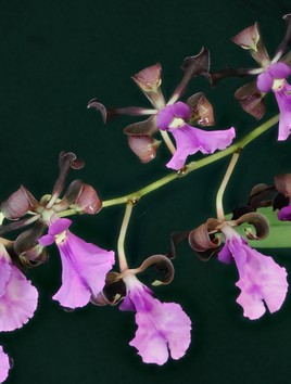 Orchidée d'Amérique centrale