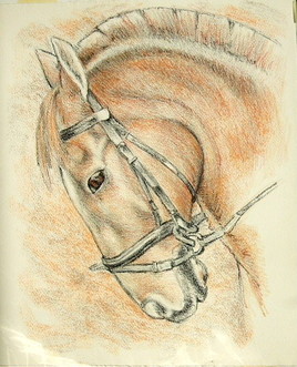 Portrait de poney.