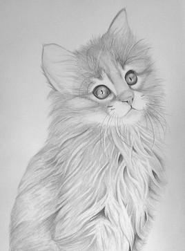 Chaton Norv&eacute;gien