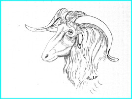 Le b&eacute;lier de Pisanello / Drawing : the rame of Pisanello