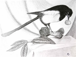 Pie mangeant un oeuf / Drawing A magpie eating an egg