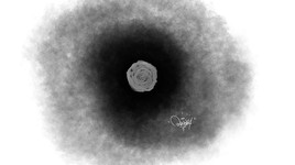 A rose in the darkness