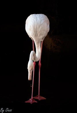 Finesse flamingo