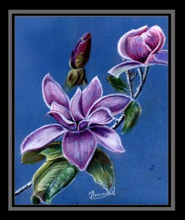 FLEURS DE MAGNOLIA