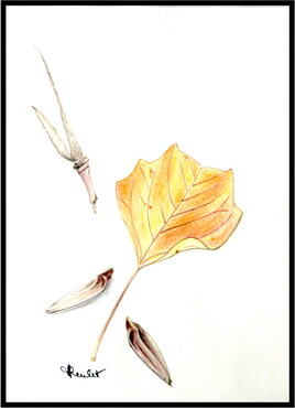 Tulipier de Virginie (Liriodendron tulipifera) / Drawing American tulipe tree : leaf and seeds